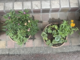 赤霧島